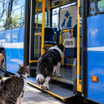 Lomas de Zamora habilita el traslado de perros y gatos en colectivos municipales para recibir atención veterinaria.